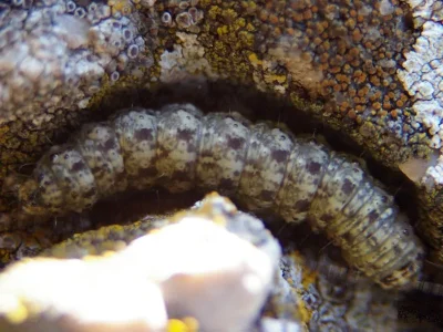 Cryphia (Euthales) algae