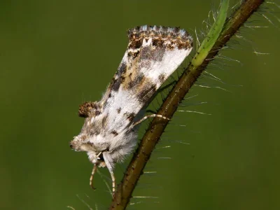 Calophasia opalina