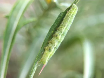 Hemaris (Hemaris) croatica