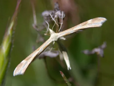 Gillmeria miantodactylus