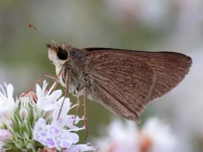 Gegenes nostrodamus