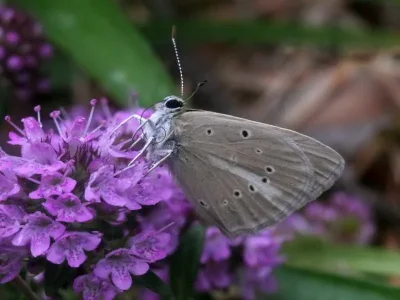 Polyommatus (Agrodiaetus) nephohiptamenos