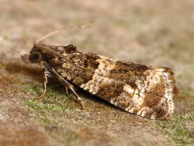 Lobesia (Lobesia) abscisana