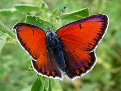 Lycaena (Heodes) hippothoe