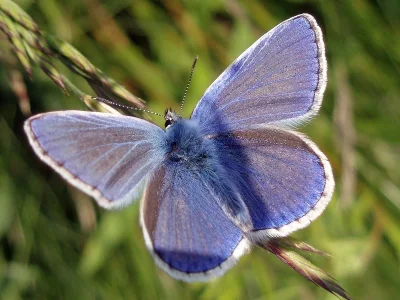 Polyommatus (Polyommatus) icarus