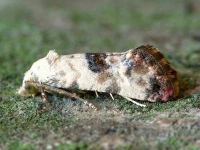 Pontoturania posterana