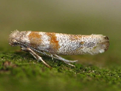 Cedestis gysseleniella