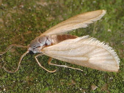 Acentria ephemerella