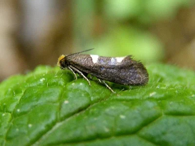 Incurvaria masculella