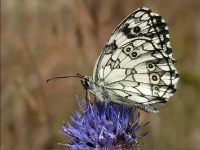 Melanargia (Melanargia) galathea