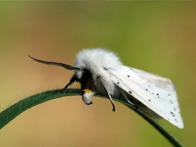 Spilosoma lubricipeda