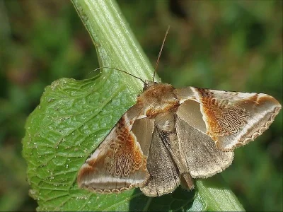 Habrosyne pyritoides