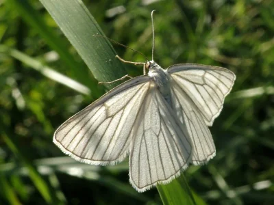 Siona lineata