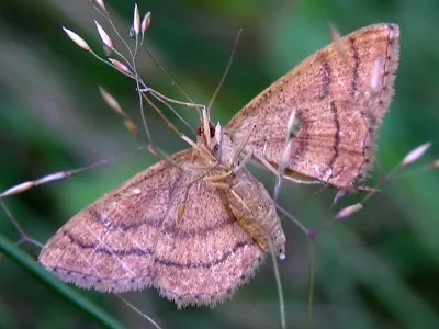Idaea ochrata