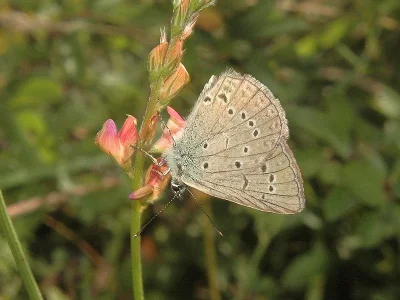 Polyommatus (Agrodiaetus) admetus