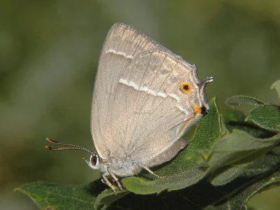Favonius quercus