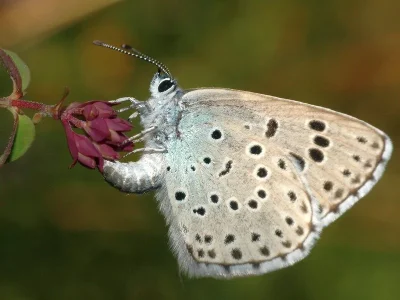 Phengaris arion
