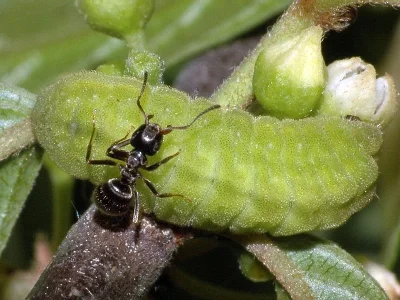 Celastrina (Celastrina) argiolus