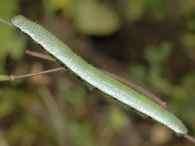 Anthocharis (Anthocharis) cardamines