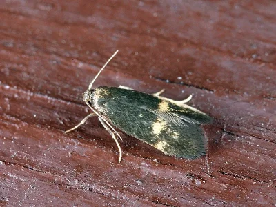 Borkhausenia minutella