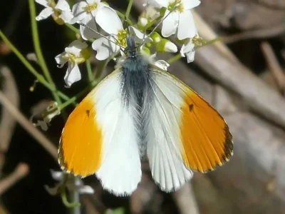 Anthocharis (Anthocharis) cardamines
