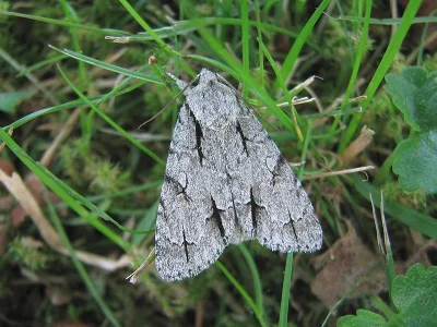 Acronicta (Triaena) psi