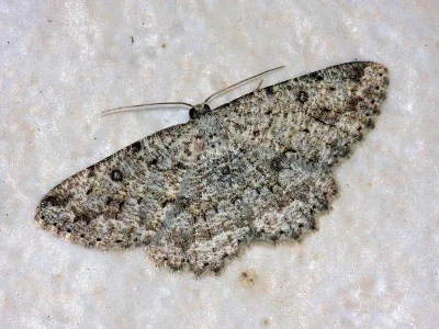 Charissa (Kemtrognophos) onustaria