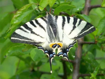 Iphiclides podalirius