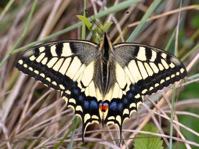 Papilio (Papilio) machaon