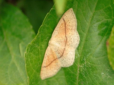 Cyclophora (Cyclophora) quercimontaria