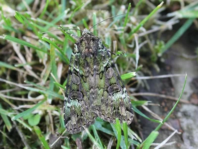 Anaplectoides prasina