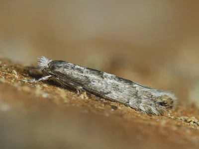 Phyllonorycter issikii