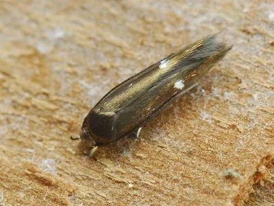 Mompha (Anybia) langiella