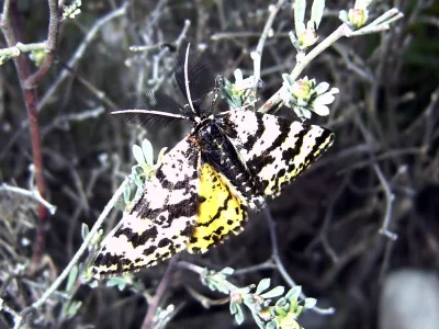 Eurranthis plummistaria