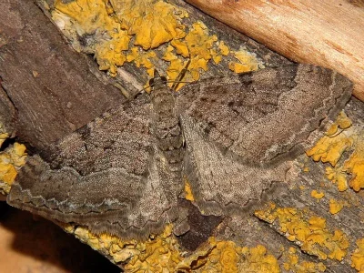 Hydria cervinalis