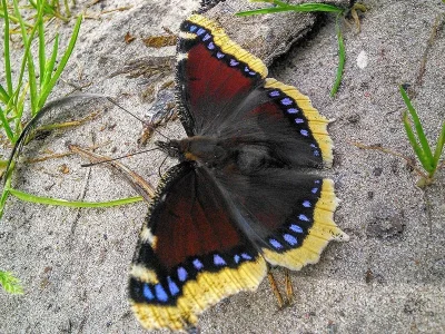 Nymphalis (Nymphalis) antiopa