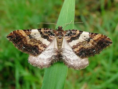 Earophila badiata