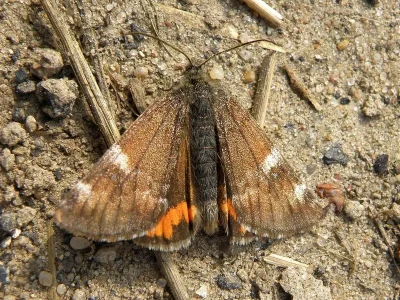 Archiearis parthenias
