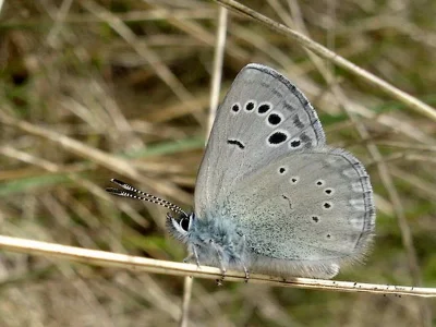Glaucopsyche melanops