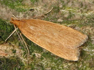 Helcystogramma rufescens