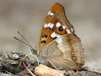 Apatura ilia