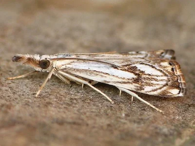 Catoptria falsella