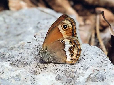 Coenonympha dorus