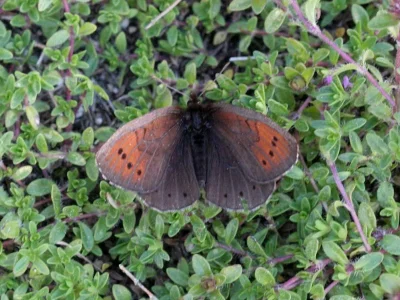 Erebia pandrose