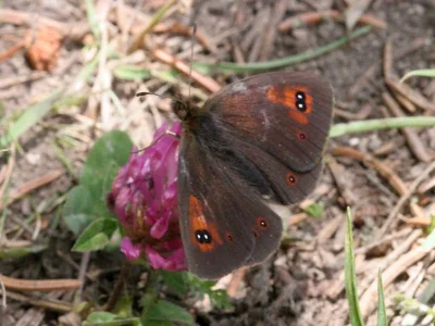 Erebia ottomana