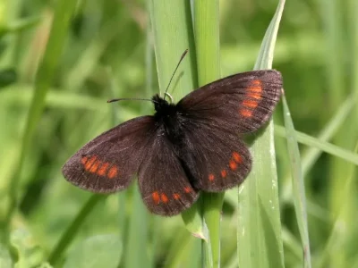 Erebia pharte