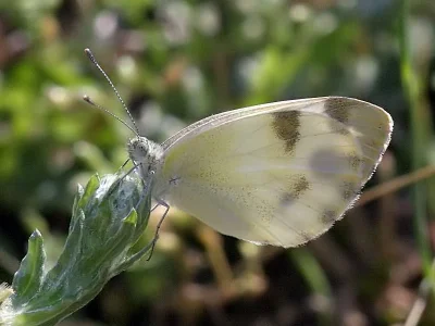 Pieris (Artogeia) krueperi