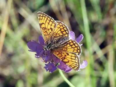 Melitaea (Mellicta) parthenoides