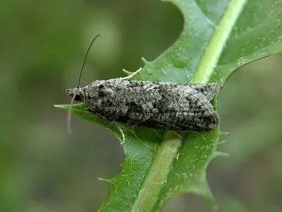 Cnephasia (Cnephasia) communana