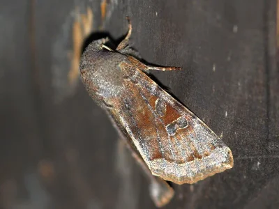 Orthosia (Orthosia) incerta